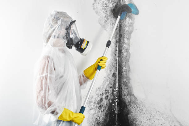 Best Mold Remediation for Healthcare Facilities  in Pineville, NC